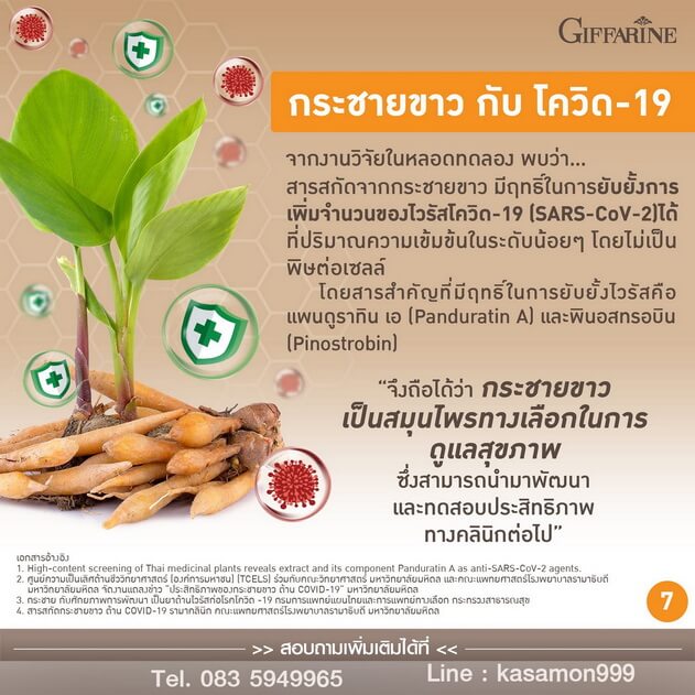 กระชายขาว กับโควิด-19, ประโยชน์ของกระชายขาว, สมุนไพรกระชายขาว กิฟฟารีน, สมุนไพรทางเลือก กระชายขาว